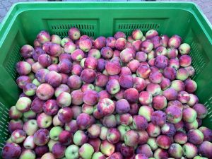 Almino - siewka odmiany Paulared