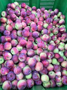 Almino - siewka odmiany Paulared