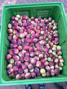 Almino - siewka odmiany Paulared