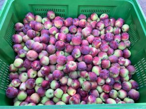 Almino - siewka odmiany Paulared