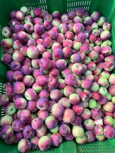 Almino - siewka odmiany Paulared