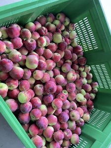 Almino - siewka odmiany Paulared