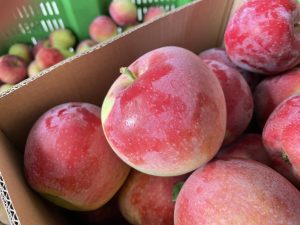 Almino - siewka odmiany Paulared