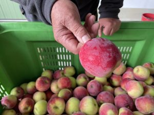 Almino - siewka odmiany Paulared