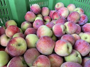 Almino - siewka odmiany Paulared