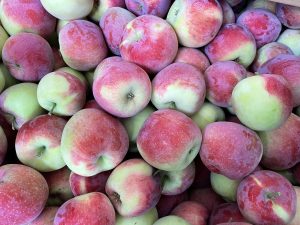 Almino - siewka odmiany Paulared