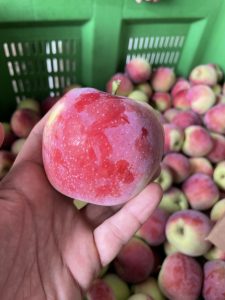 Almino - siewka odmiany Paulared