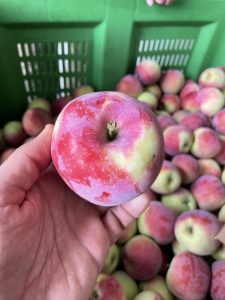 Almino - siewka odmiany Paulared