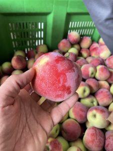 Almino - siewka odmiany Paulared