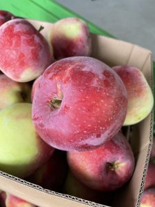 Almino - siewka odmiany Paulared