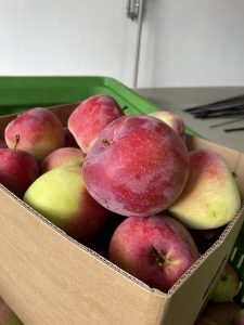 Almino - siewka odmiany Paulared