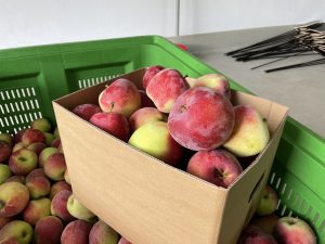 Almino - siewka odmiany Paulared