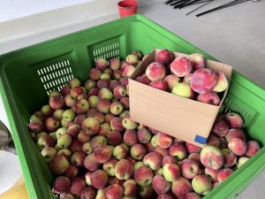 Almino - siewka odmiany Paulared