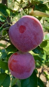 Almino - siewka odmiany Paulared