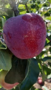 Almino - siewka odmiany Paulared