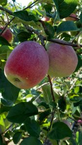 Almino - siewka odmiany Paulared