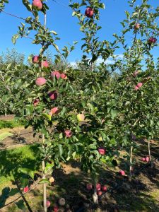 Almino - siewka odmiany Paulared