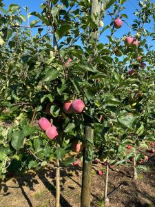 Almino - siewka odmiany Paulared