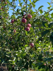 Almino - siewka odmiany Paulared