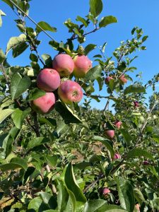 Almino - siewka odmiany Paulared