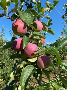 Almino - siewka odmiany Paulared