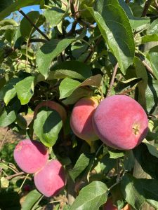 Almino - siewka odmiany Paulared